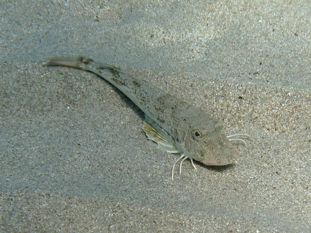 juvenile Chelidonichthys lucerna